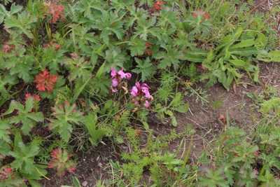 Pedicularis nordmanniana, photographed by Dmitriy Bochkov