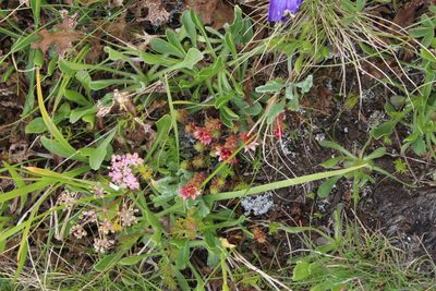 Sedum tenellum, photographed by Dmitriy Bochkov