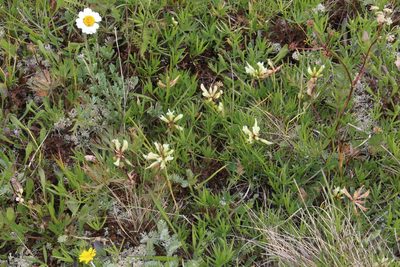 Trifolium polyphyllum, photographed by Dmitriy Bochkov