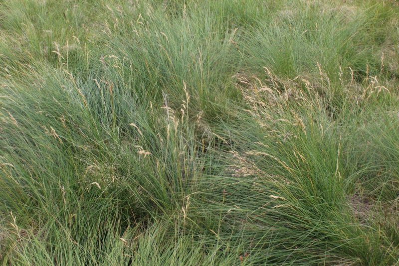 Festuca varia, photographed by Dmitriy Bochkov