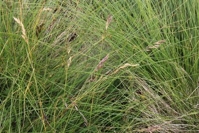 Festuca varia, photographed by Dmitriy Bochkov