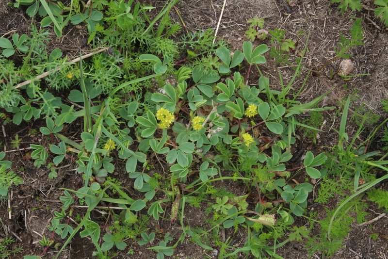 Sibbaldia parviflora, photographed by Dmitriy Bochkov