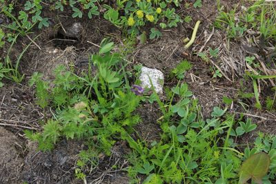 Corydalis conorhiza, photographed by Dmitriy Bochkov