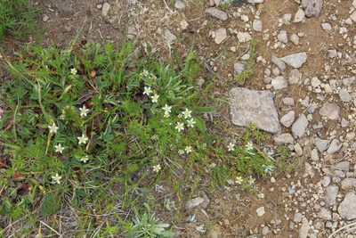 Pseudocherleria aizoides, photographed by Dmitriy Bochkov