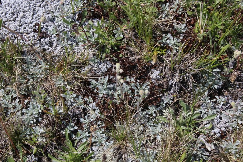 Antennaria caucasica, photographed by Dmitriy Bochkov