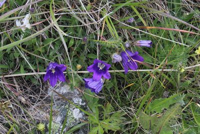 Campanula saxifraga, photographed by Dmitriy Bochkov