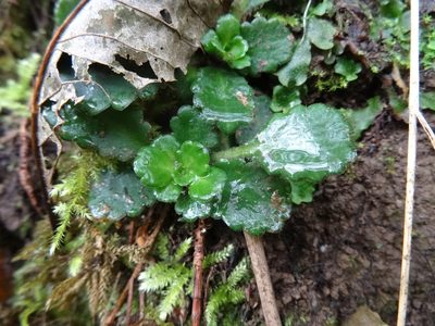 Saxifraga umbrosa, photographed by Thomas Koffel