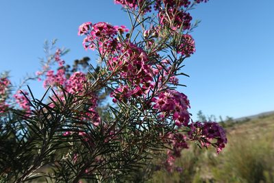 Chamelaucium uncinatum, photographed by Di Turner