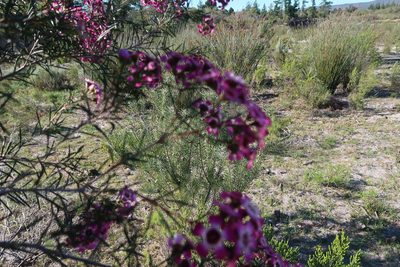 Chamelaucium uncinatum, photographed by Di Turner