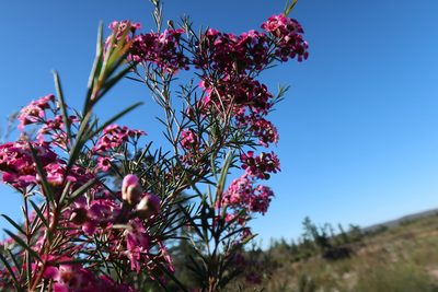 Chamelaucium uncinatum, photographed by Di Turner