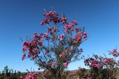Chamelaucium uncinatum, photographed by Di Turner