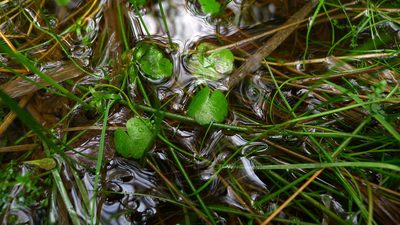 Hydrocotyle pterocarpa, photographed by Sarah Richardson