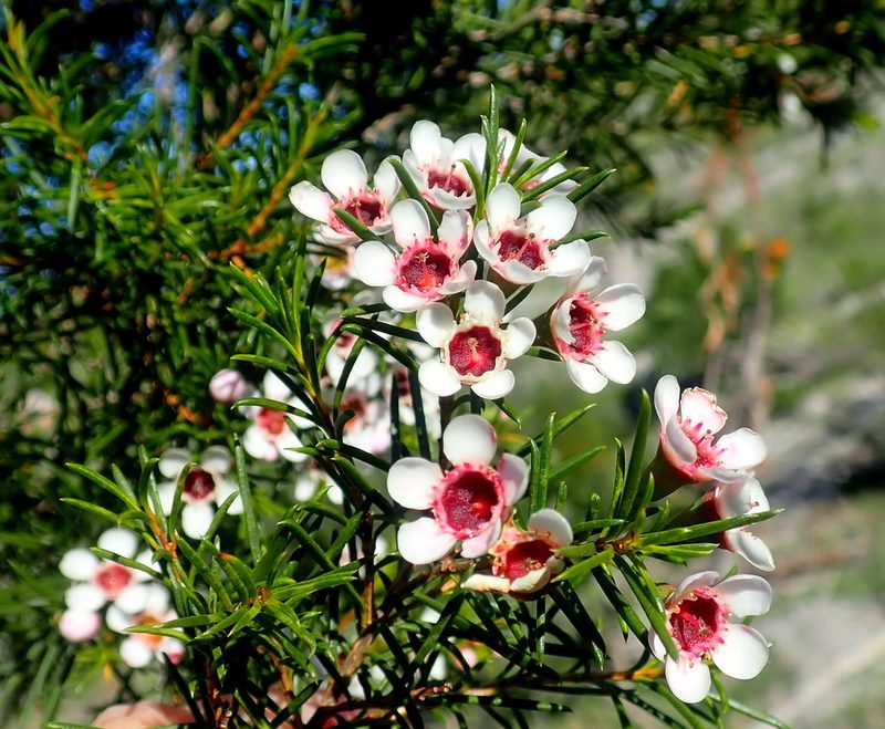Chamelaucium uncinatum, photographed by Di Turner