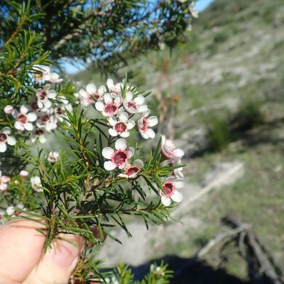 Chamelaucium uncinatum, photographed by Di Turner