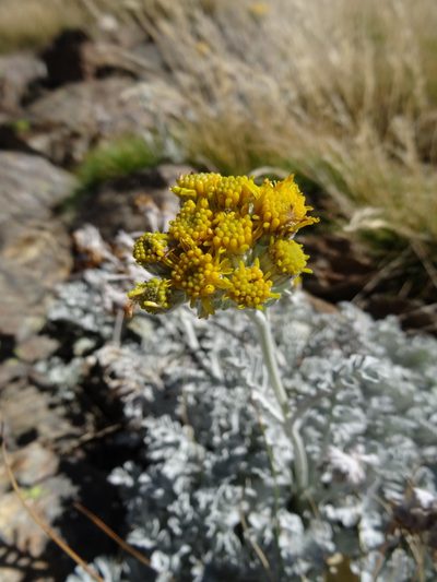Jacobaea leucophylla, photographed by Thomas Koffel