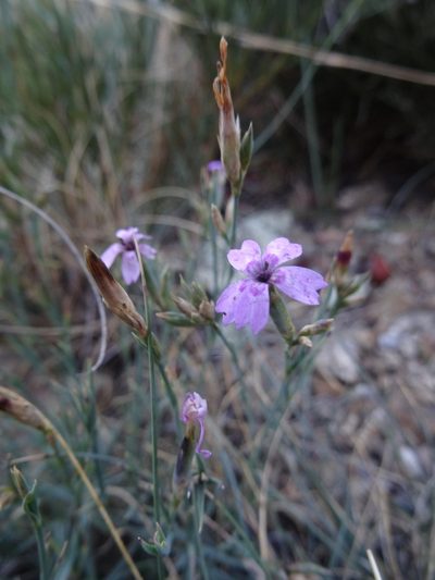 Dianthus pyrenaicus, photographed by Thomas Koffel