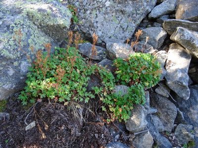 Saxifraga geranioides, photographed by Thomas Koffel