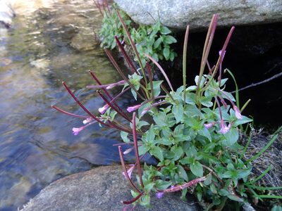 Epilobium alsinifolium, photographed by Thomas Koffel