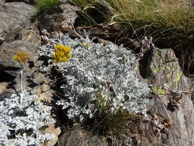 Jacobaea leucophylla, photographed by Thomas Koffel