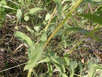 Solidago missouriensis, photographed by Mary Krieger