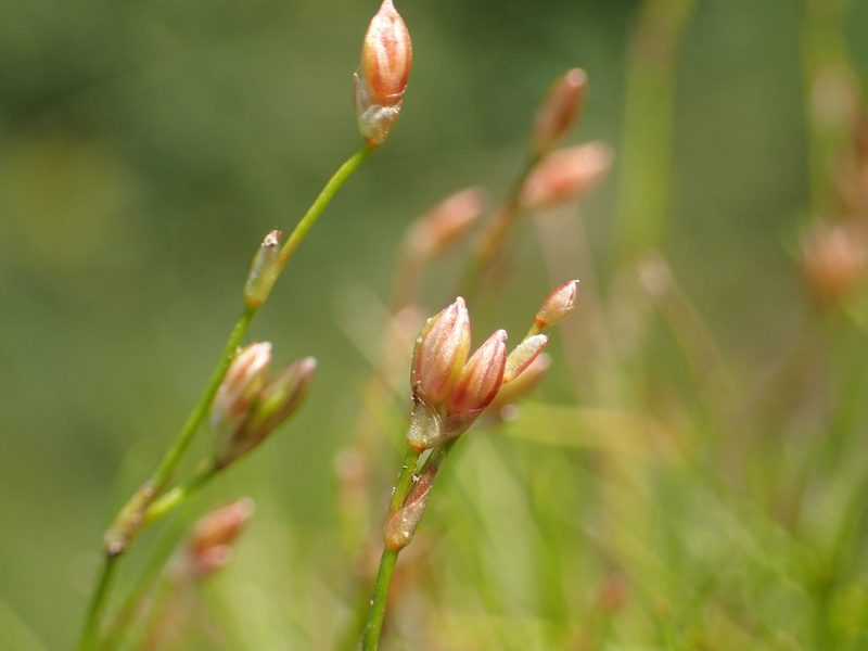 Juncus subtilis, photographed by Allan Harris