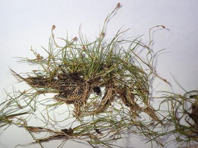 Juncus subtilis, photographed by Allan Harris