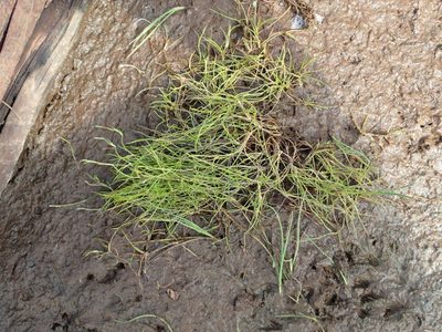 Juncus subtilis, photographed by Allan Harris
