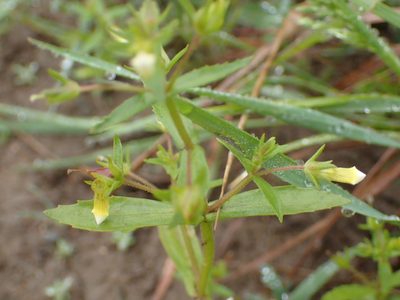 Gratiola neglecta, photographed by Allan Harris