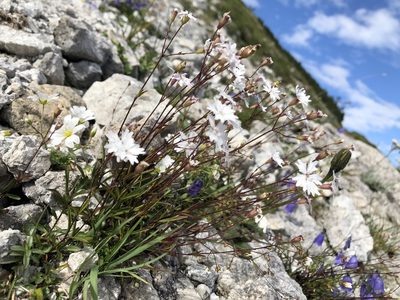 Heliosperma alpestre, photographed by Al Kordesch