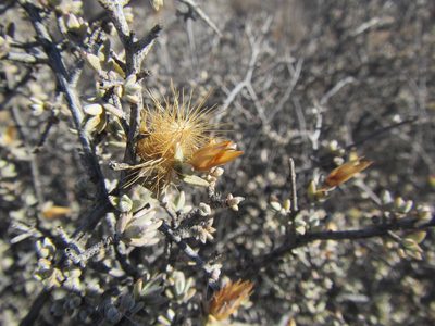 Pteronia glauca, photographed by douglaseustonbrown