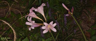 Lycoris squamigera, photographed by Kim, Hyun-tae