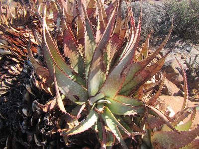 Aloe microstigma, photographed by douglaseustonbrown