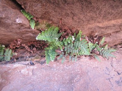 Asplenium cordatum, photographed by douglaseustonbrown