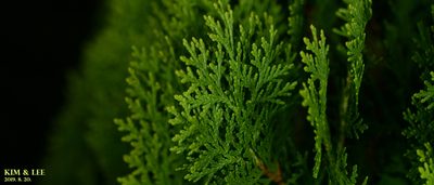 Platycladus orientalis, photographed by Kim, Hyun-tae