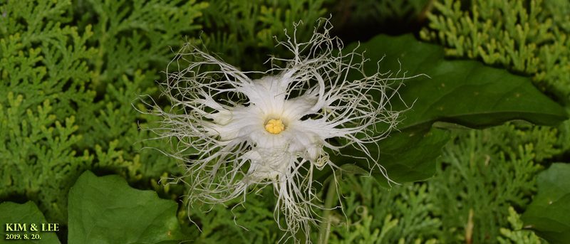 Trichosanthes kirilowii, photographed by Kim, Hyun-tae