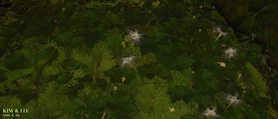 Trichosanthes kirilowii, photographed by Kim, Hyun-tae