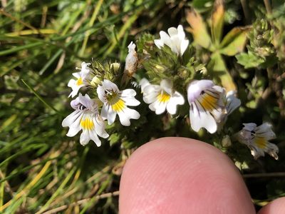 Euphrasia officinalis, photographed by Al Kordesch