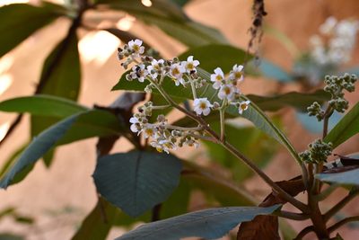 Saurauia scabrida, photographed by Neptalí Ramírez Marcial
