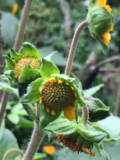 Smallanthus sonchifolius, photographed by margaritarestrepou