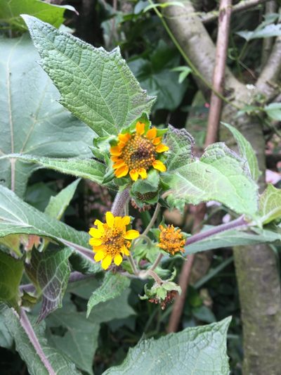 Smallanthus sonchifolius, photographed by margaritarestrepou