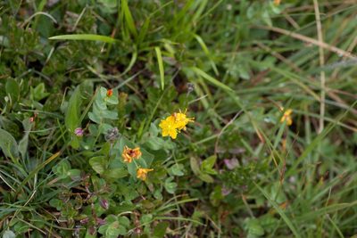 Hypericum scouleri, photographed by Mark Connolly