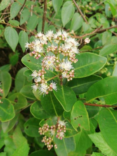 Syzygium caryophyllatum, photographed by Manoj Karingamadathil