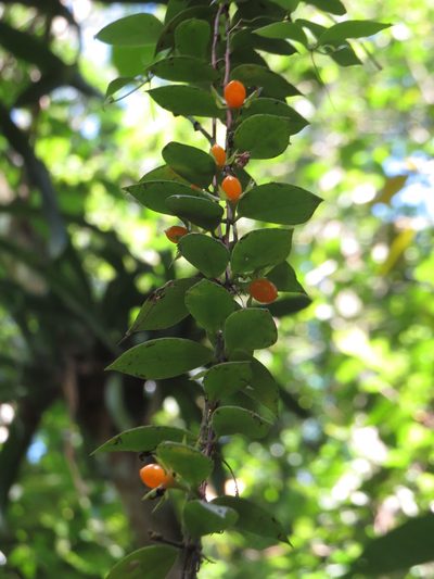 Codonanthe devosiana, photographed by Diogo Luiz
