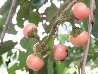 Cordia superba, photographed by Diogo Luiz