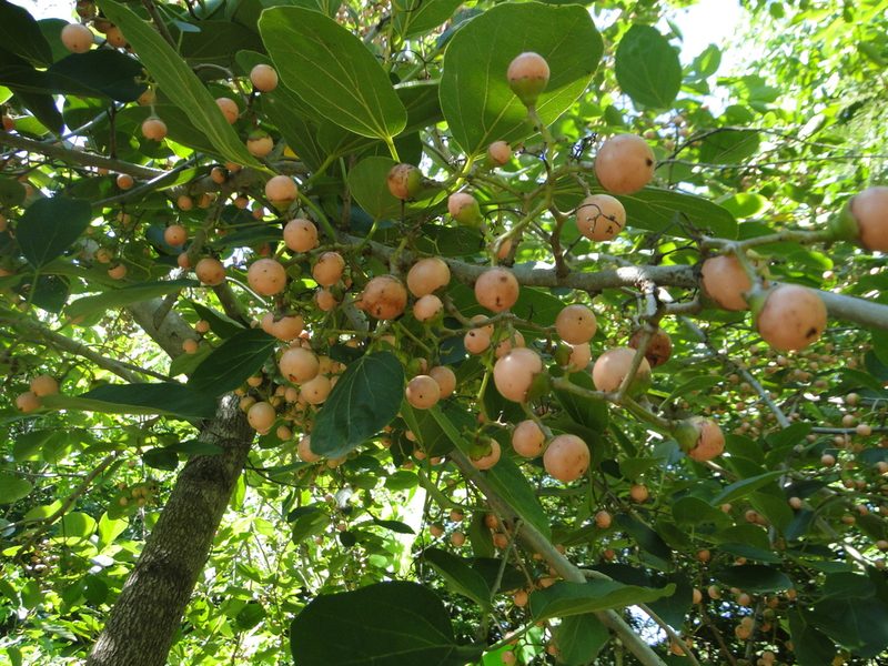 Cordia superba, photographed by Diogo Luiz