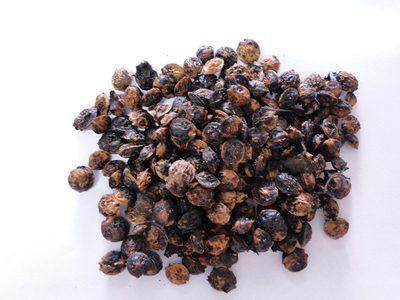 Cordia superba, photographed by Diogo Luiz