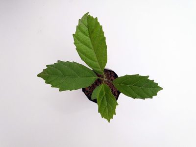 Cordia superba, photographed by Diogo Luiz