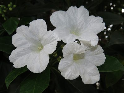Cordia superba, photographed by Diogo Luiz
