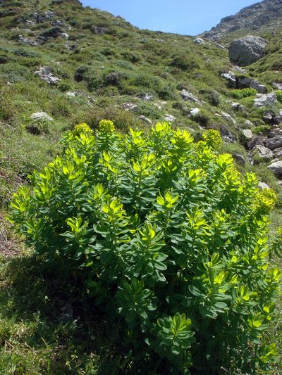 Euphorbia insularis, photographed by Peter de Lange
