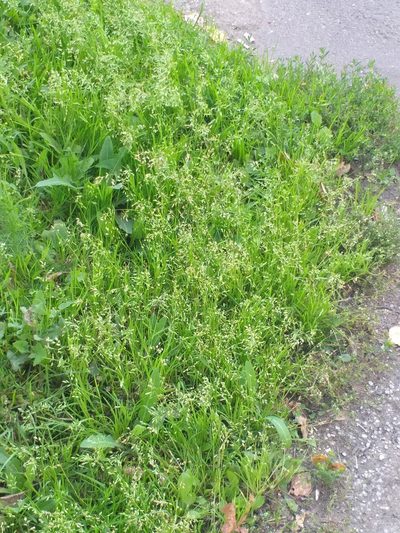 Poa supina, photographed by Dmitriy Bochkov
